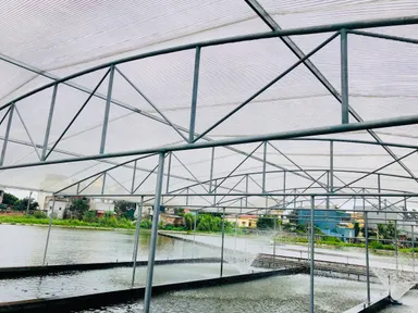 メコンデルタの魚養殖場1