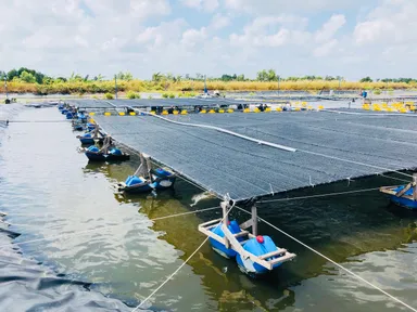 メコンデルタの魚養殖場2