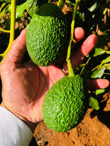 様々なアボカド品種