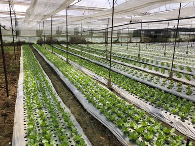 グリーンハウスでの野菜づくり