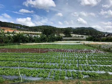 屋外での野菜づくり