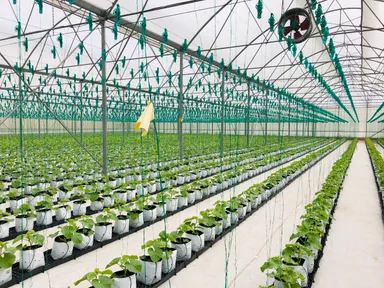 ハイテクグリーンハウス