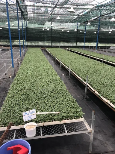 国家研究所での品種研究