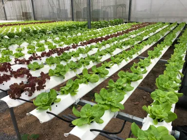 国営農業ハイテクパークでの水耕栽培