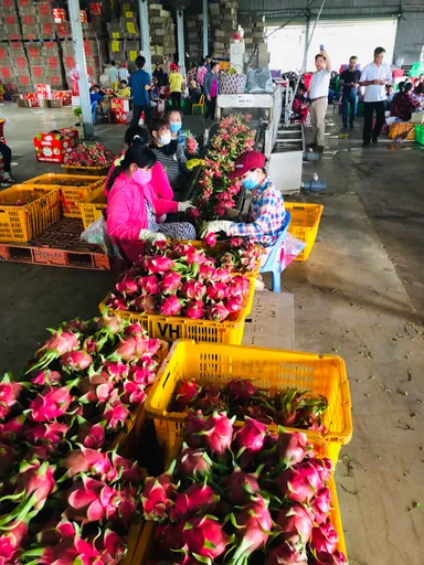 ドラゴンフルーツの梱包作業