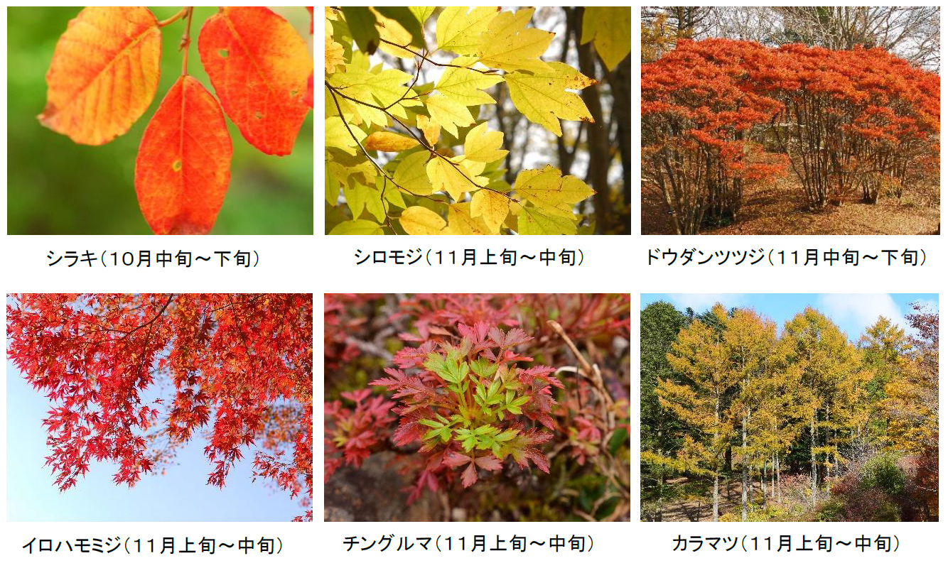 一足早い紅葉のライトアップと夜間限定公開のアートを楽しむ六甲高山植物園 夜の紅葉散策 ザ ナイトミュージアム 10月16日 土 11月23日 火 祝 同時開催 阪神電気鉄道株式会社のプレスリリース