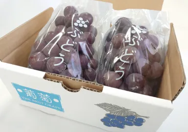 こちらも今が旬の「種なし巨峰(2～3房)」