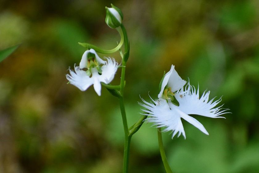 六甲高山植物園 天翔る白鷺（しらさぎ）の如き花
サギソウが開花しました！