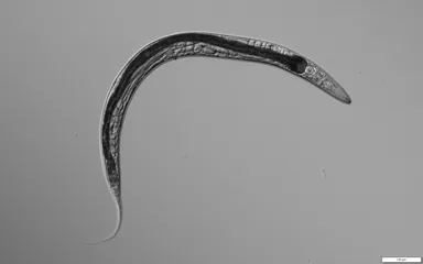 新属新種として記載された線虫Tokorhabditis tufaeの顕微鏡画像
