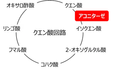 図1. ラン藻のクエン酸回路