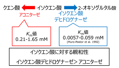 図3. シネコシスティスのアコニターゼとイソクエン酸デヒドロゲナーゼにおける、イソクエン酸に対する親和性の比較