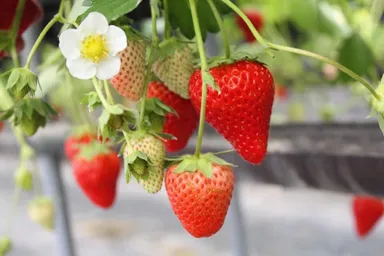 兵庫県姫路市　ゆめさき苺