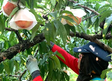 桃の名産地　紀の川市(1)