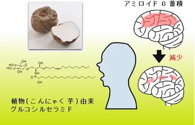 こんにゃくセラミドのアミロイドβペプチド蓄積抑制効果