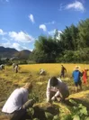高平地区での農体験(収穫)