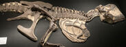 第4章　ティラノサウルス・スタン 半身骨格