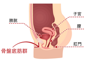 骨盤の底をおおう筋肉の集合体として重要な骨盤底筋(群)