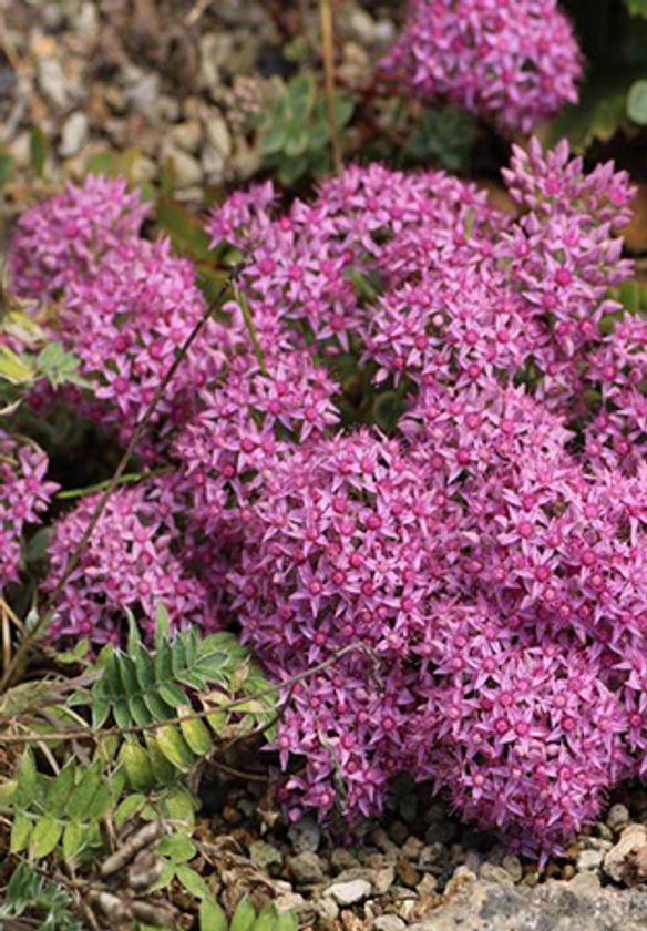 六甲高山植物園 秋に咲く数少ない高山植物
様々な「ミセバヤ」の仲間が見頃です！