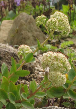 六甲高山植物園 秋に咲く数少ない高山植物様々な ミセバヤ の仲間が見頃です 阪神電気鉄道株式会社のプレスリリース