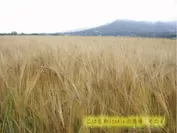 小春二条大麦の畑