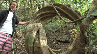 植物ヤバイヤー2