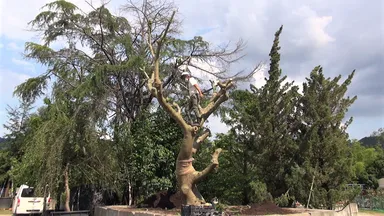 植物ヤバイヤー3