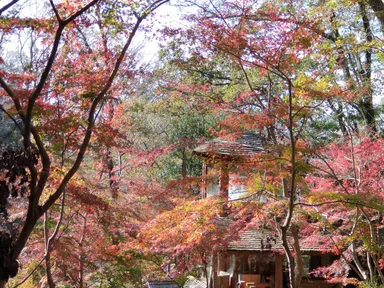 散策路(紅葉時期)