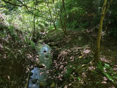 散策路(狩野川源流)