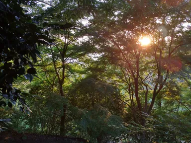 散策路(自然林)