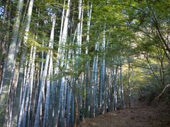 散策路(竹林)