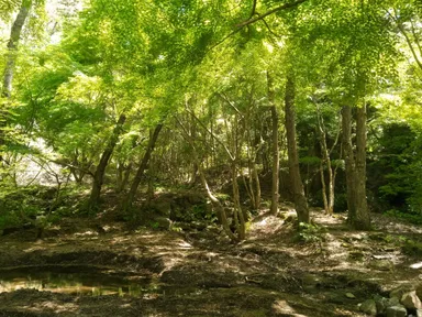 森林療法散策路(もみじ)