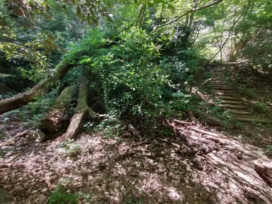 森林療法散策路(自然林)