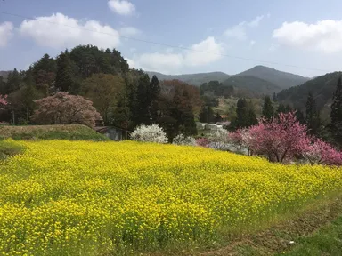 菜の花畑と梅花に囲まれた田んぼ