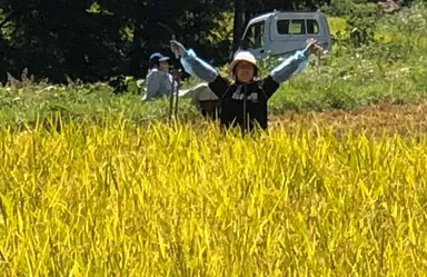 稲刈り頑張るぞ！2020