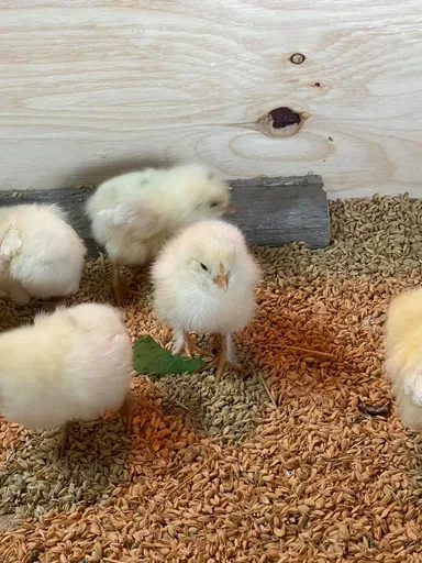 元気で可愛い鶏のヒナたち