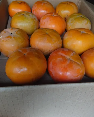 富有柿  11月から