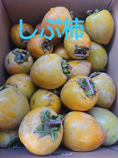 しぶ柿 12月～