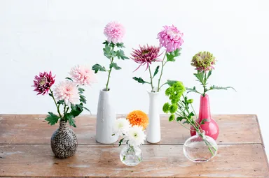 色と形が豊富なマムの花　撮影：三浦 希衣子