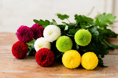 丸いフォルムのディスバッドマム・ピンポン咲き　撮影：三浦 希衣子