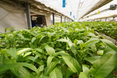 もりもり栽培中