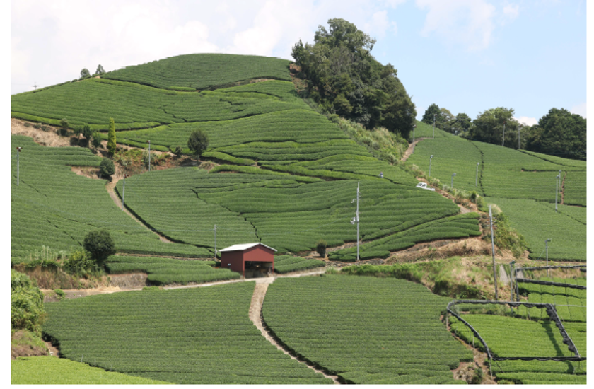 「『お茶の京都』プレミアムバスツアー」を販売開始
