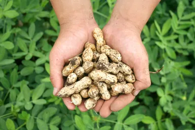 収穫体験は食育にも繋がります