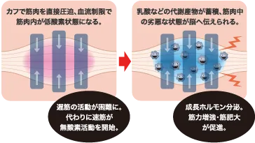 血流制限イメージ