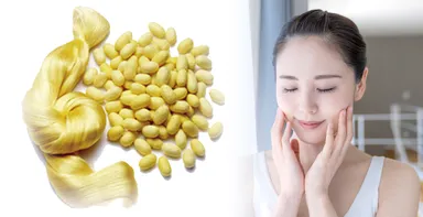 希少な京都産 黄金繭