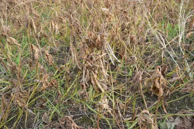 丹波大納言小豆のさや