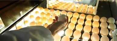 人の目とセンサーで品質をダブルチェック