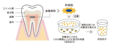 図4：ヒト乳歯由来歯髄幹細胞培養上清液の精製イメージ