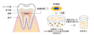 図4：ヒト乳歯由来歯髄幹細胞培養上清液の精製イメージ