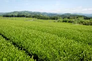 森町の茶畑