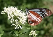 開花したフジバカマの花と、 飛来した渡り蝶アサギマダラ　（※イメージ）